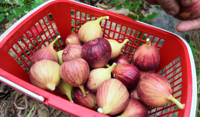 胡冬子家庭农场：特色种植蹚出乡村振兴“新路”